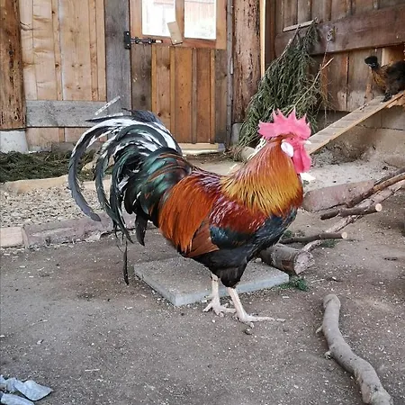 Friedlhof بيت خشبي *